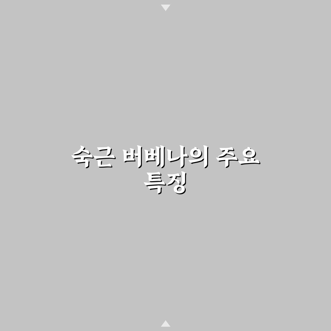 숙근 버베나 파라솔 키우기 꿀팁과 관리법 알려드려요