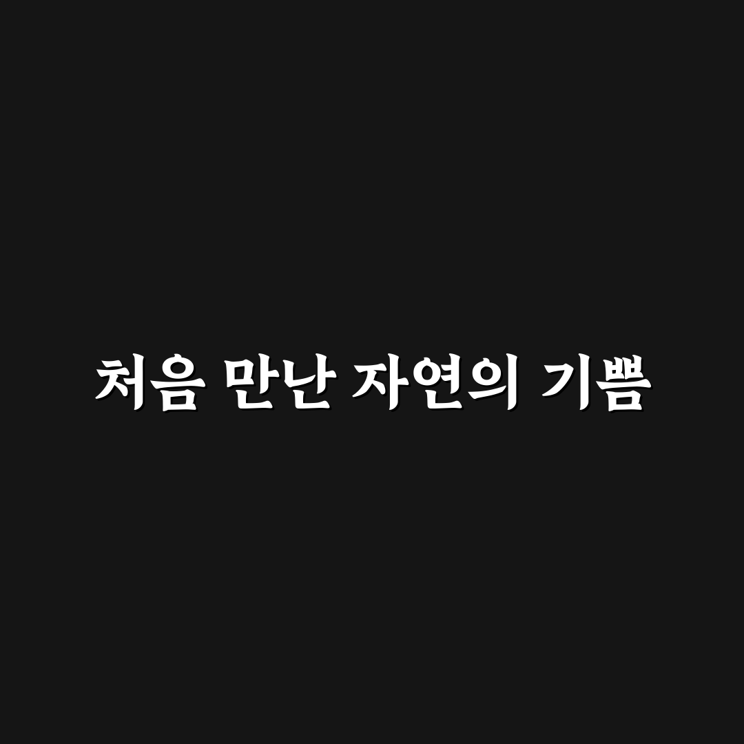 이팝나무 효능 직접 알아보니 일상에 미친 변화